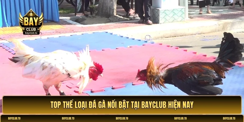 đá gà Bayclub