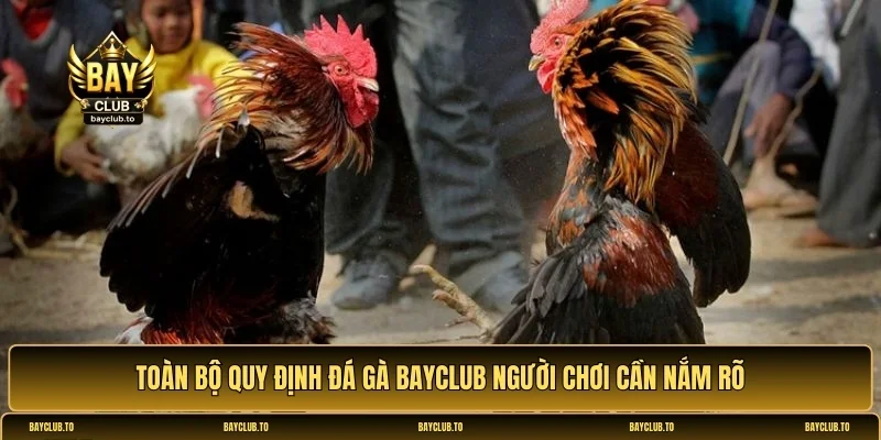 đá gà Bayclub
